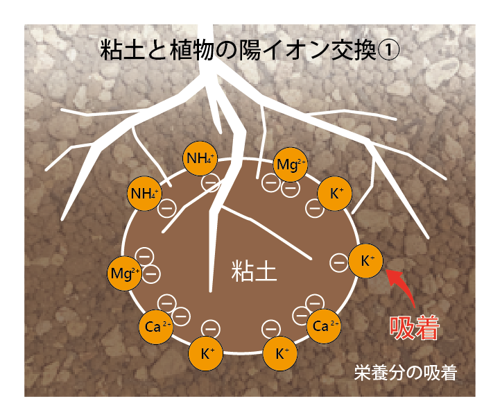 植物の時間 ３時限目 土と植物のやりとりを学ぼう Tomozoo