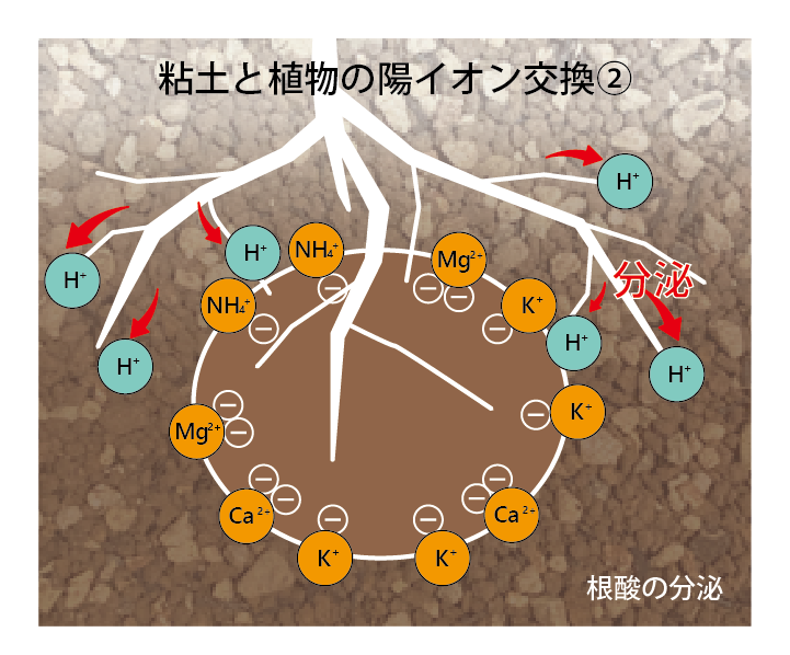植物の時間 ３時限目 土と植物のやりとりを学ぼう Tomozoo