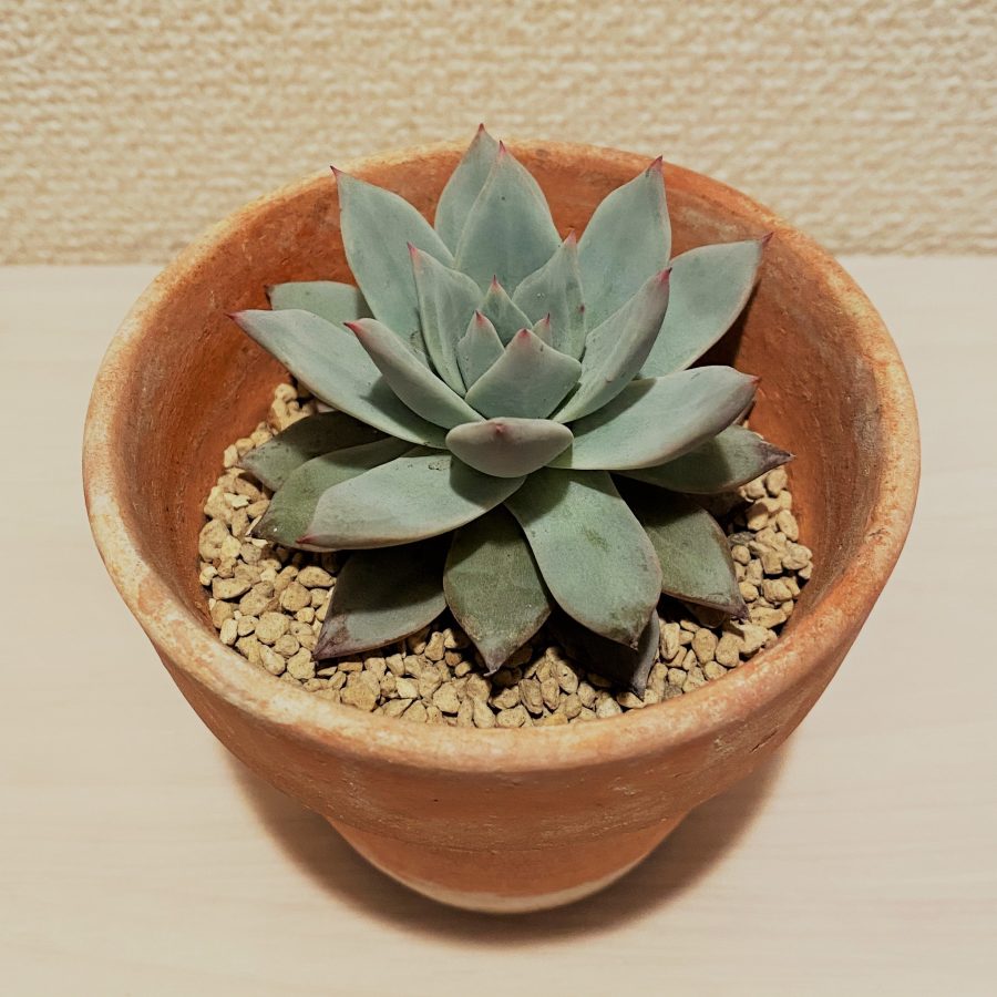 ブルーバード | TOMOZOO 