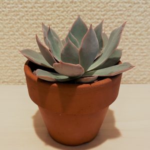 inst‗ブルーヘロン1-300x300.jpeg