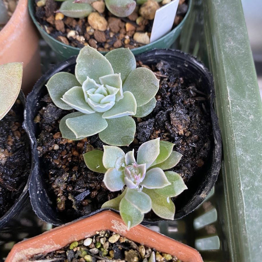 Koehres輸入種子 Simulans Laguna Sanchez エケベリア ケーレス コーレス シムランス ラグナサンチェス 多肉植物 代引き人気 Sanchez Koehres輸入種子 Simulans Laguna Sanchez エケベリア ケーレス コーレス シムランス ラグナサンチェス 多肉植物 代引き人気 Sanchez