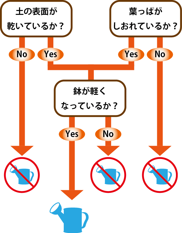保存版 Tomozo的エケベリアの育て方no 1 水やり Tomozoo