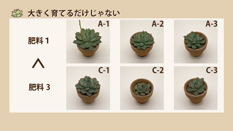 続 エケベリアの一年観察 研究レポート Tomozoo