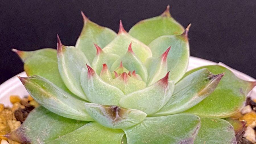 14 カリフォルニア輸入 コロラータNo.1 希少 多肉植物 観葉植物  