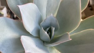 カンテヘッド-300x169.jpg